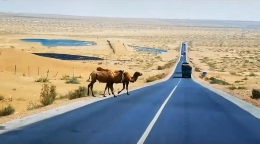 安全行车15骆驼.png 安全行车15骆驼.png